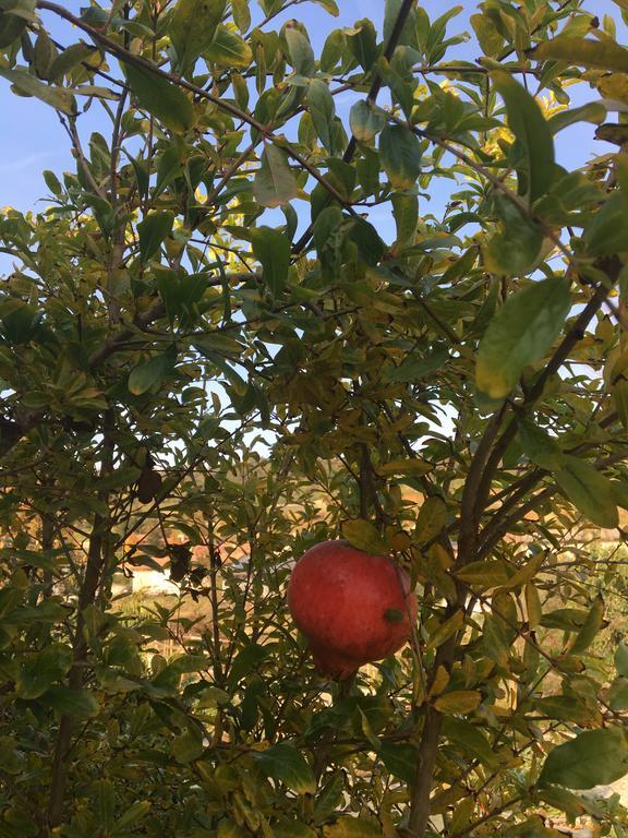 Agriturismo Da Mamma Άλμπα Εξωτερικό φωτογραφία